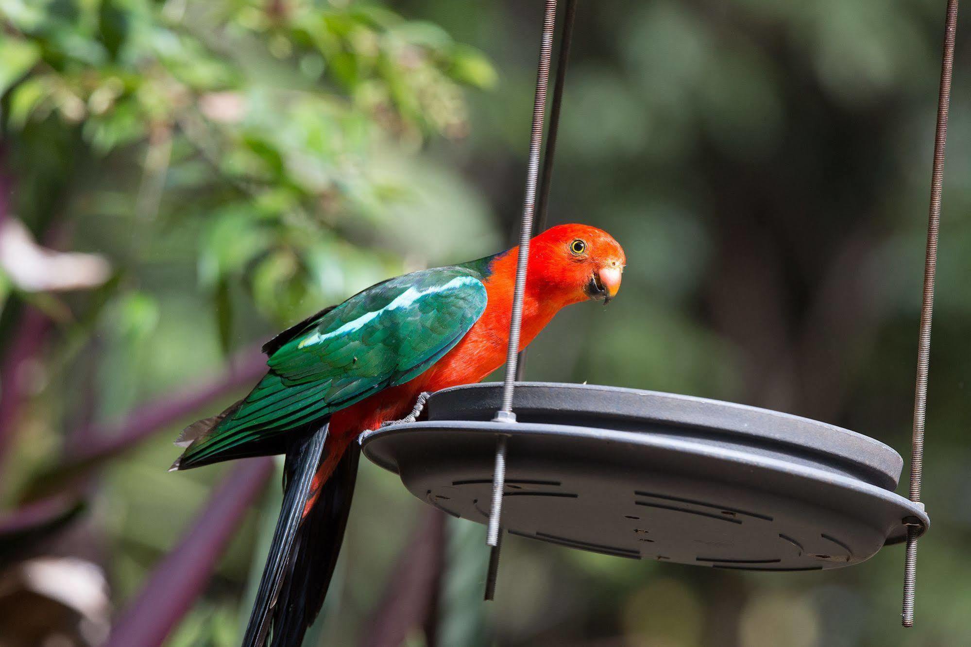 Crater Lakes Rainforest Cottages Yungaburra Exterior foto